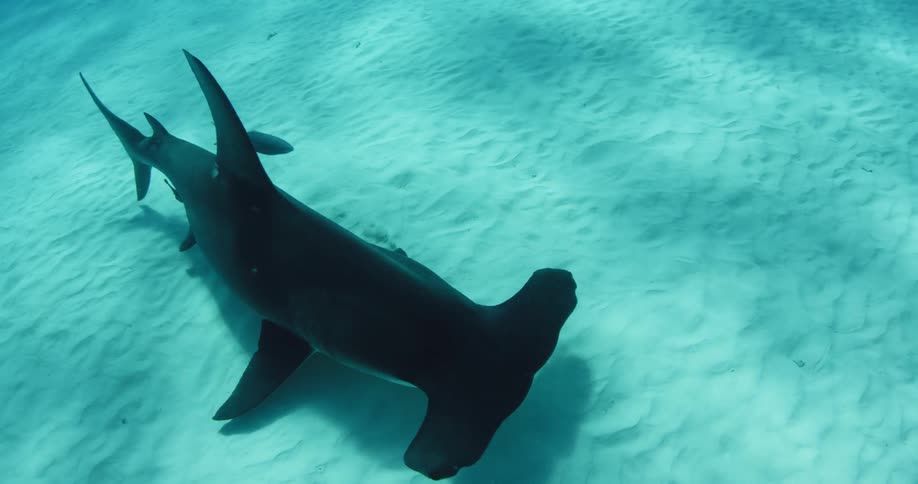 A hammerhead shark moves ahead along the sand underwater