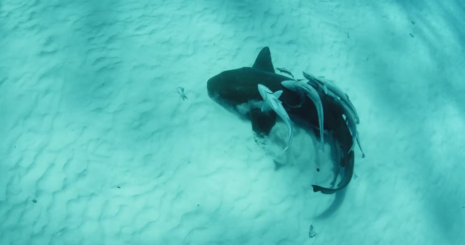A larger fish swims around with smaller fish attached to it