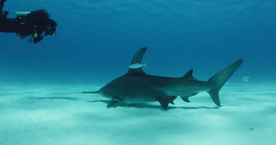 Hammerhead shark swimming close to the bottom as a scuba diver swims near