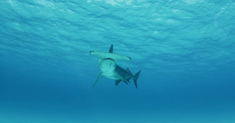 A hammerhead shark swims near the ocean surface