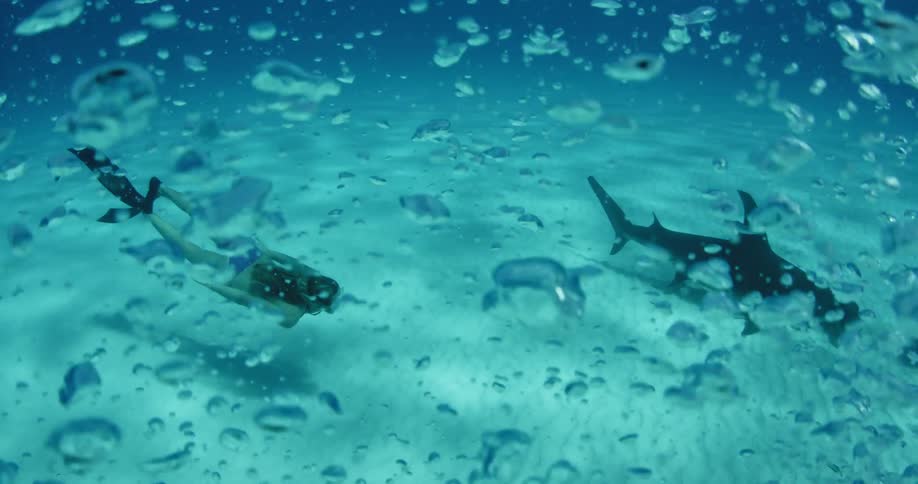 A scuba diver is swimming slightly behind a shark in a body of water