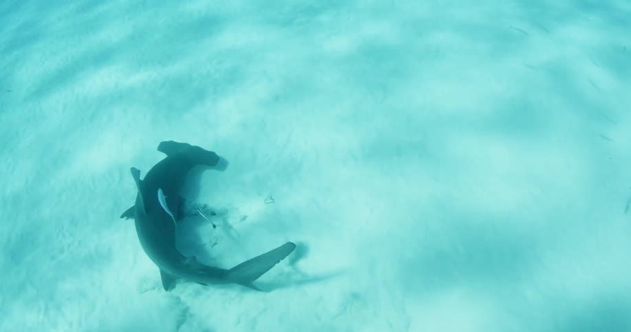 A large hammerhead shark is swimming below the water