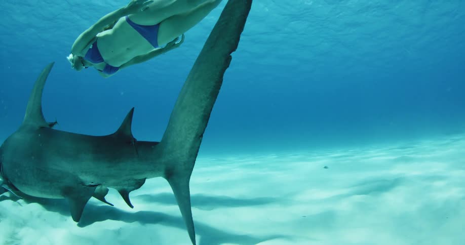 A large hammerhead shark swims underwater as a woman follows