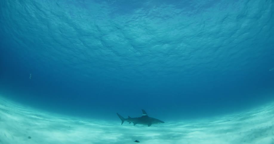 A shark swims along the bottom the bottom of the water ahead