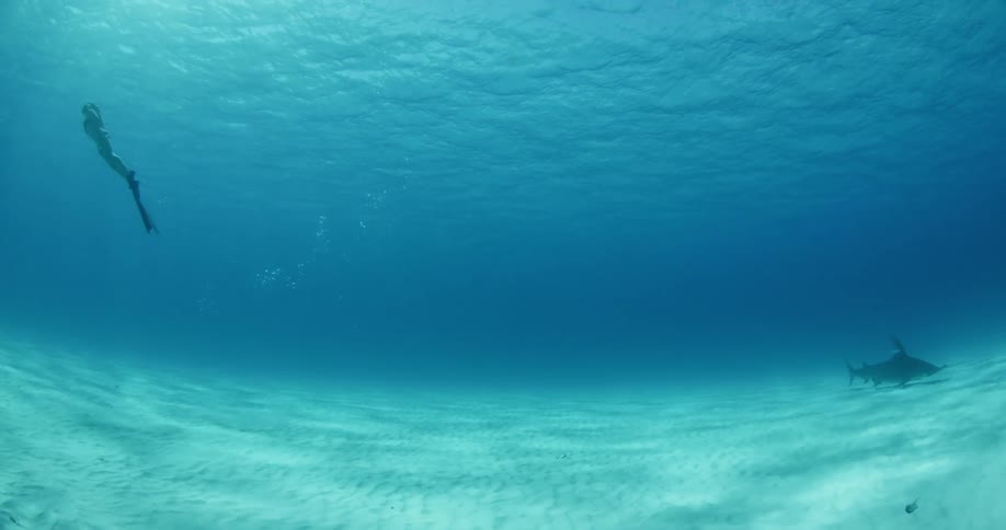 A female diver is swimming to the ocean surface as a shark swims nearby