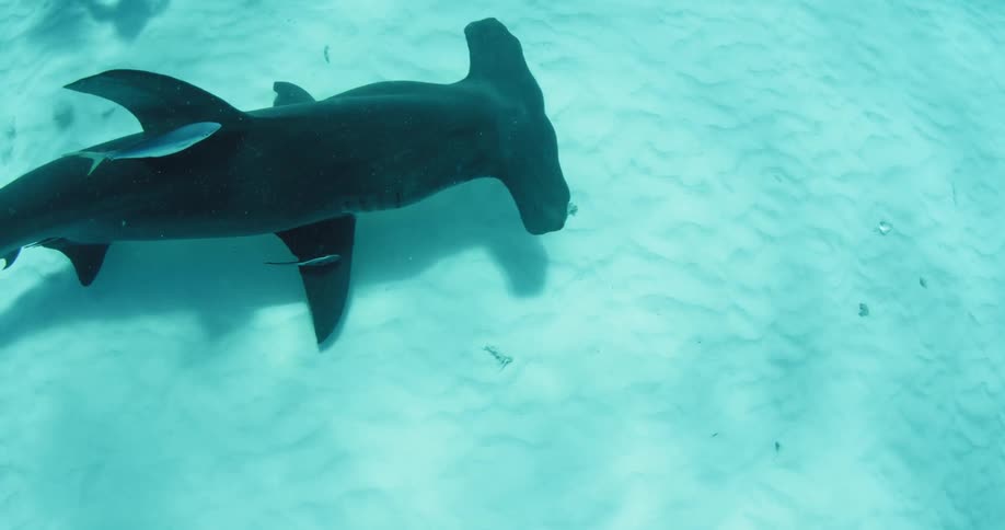 A hammerhead shark swimming near the bottom of the ocean