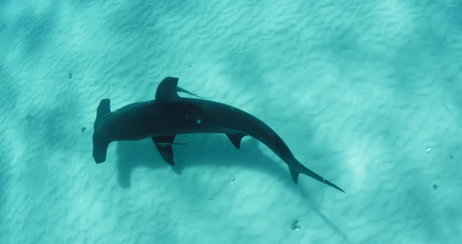 A hammerhead shark swims at the bottom of the ocean