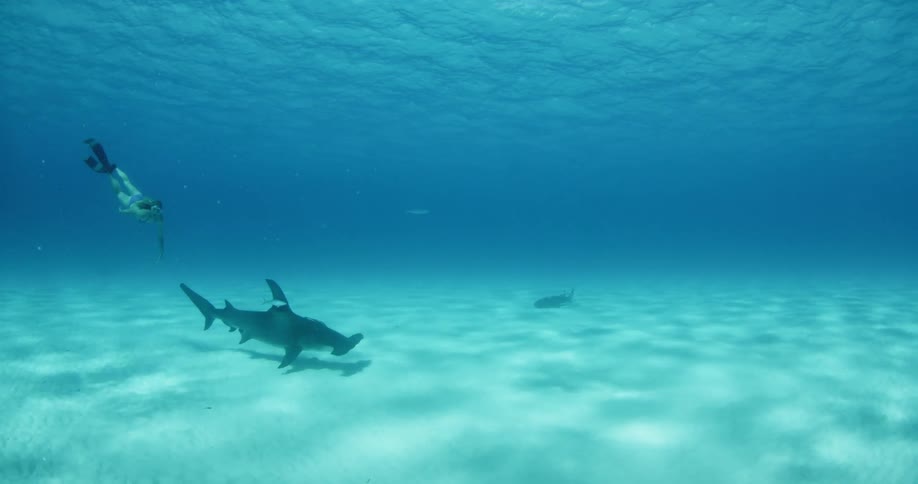 A scuba diver is swimming near and above a hammerhead shark