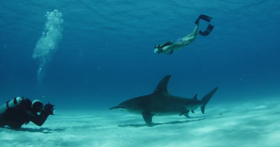 Snorkeler swims down to a shark while a scuba diver takes pictures