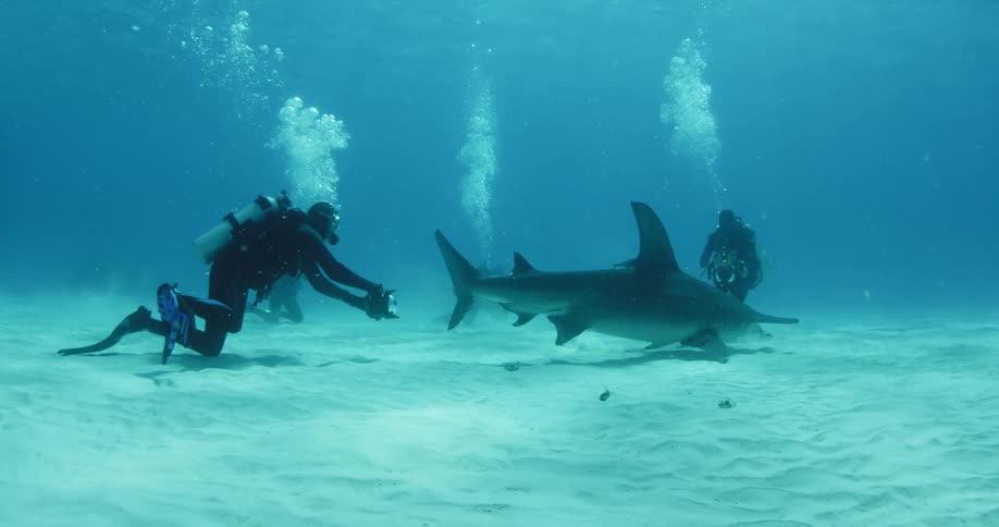 Three divers film a shark swimming at the bottom of the ocean