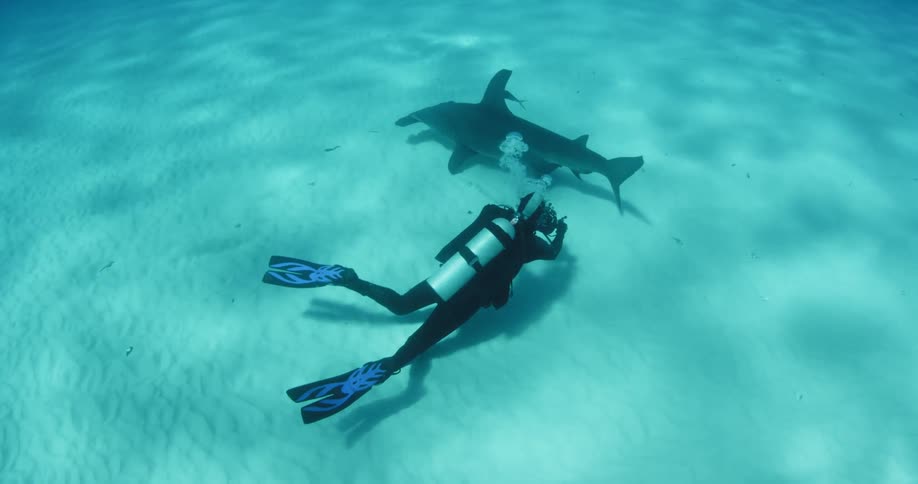 A diver films a shark near the ocean floor