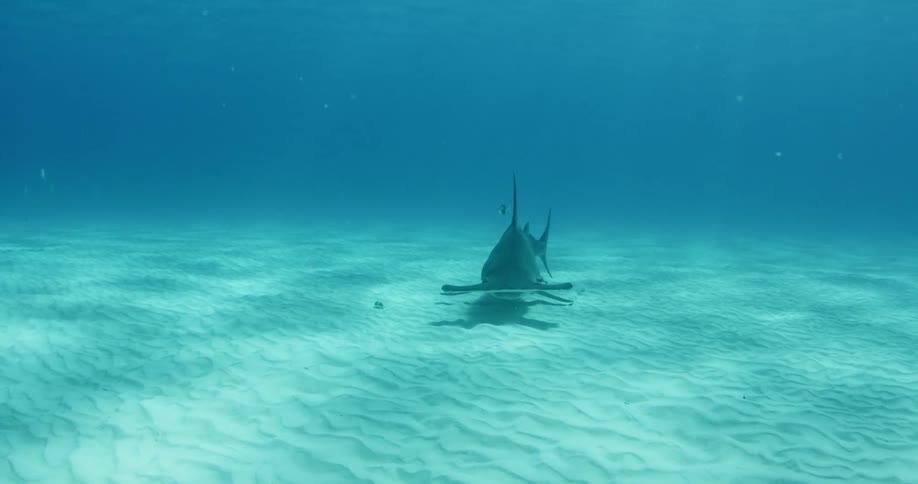 A shark is swimming in the ocean