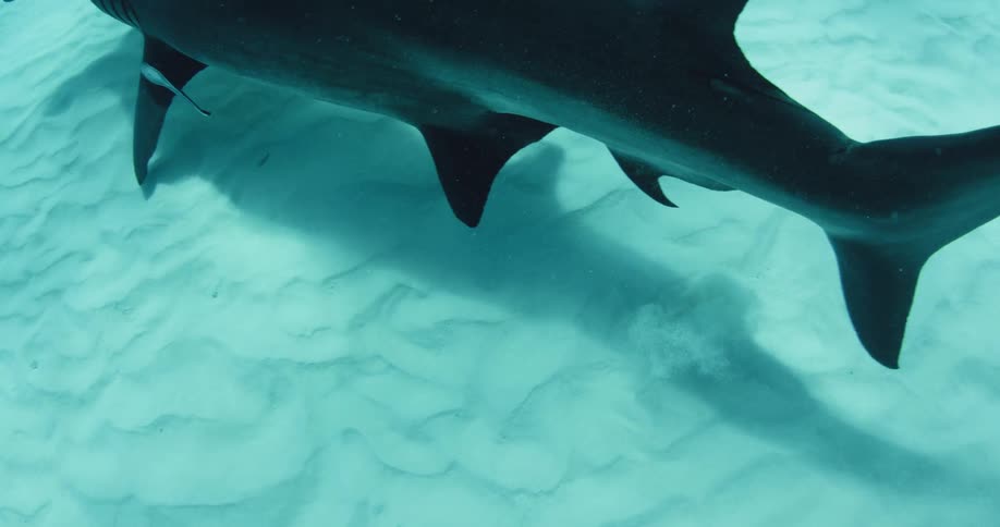 A hammerhead shark swims near the sandy ocean floor