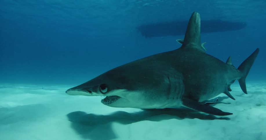 A large hammerhead shark swims along the sand underwater
