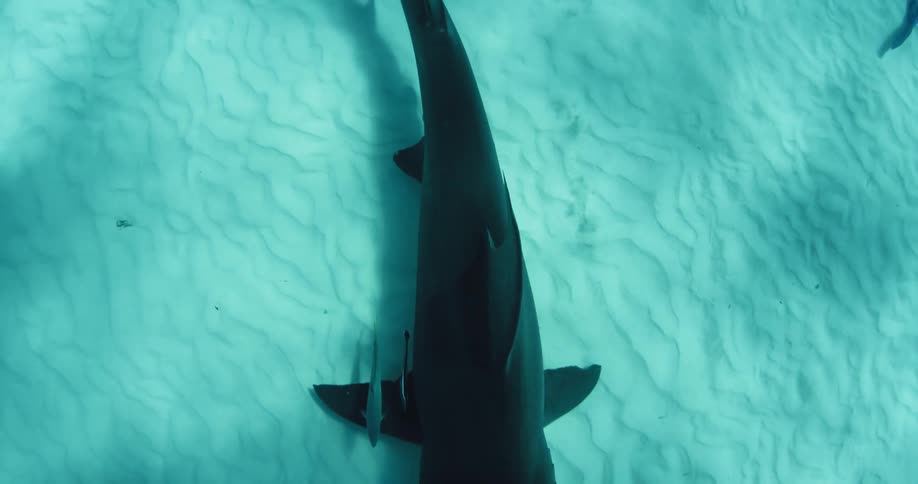 A hammerhead shark is swimming along the ocean floor