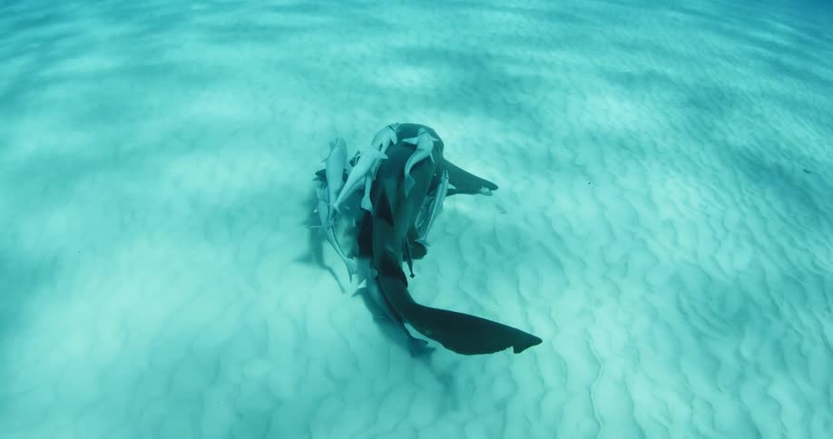 A shark has many fishes surrounding it as it swims on the bottom of the ocean