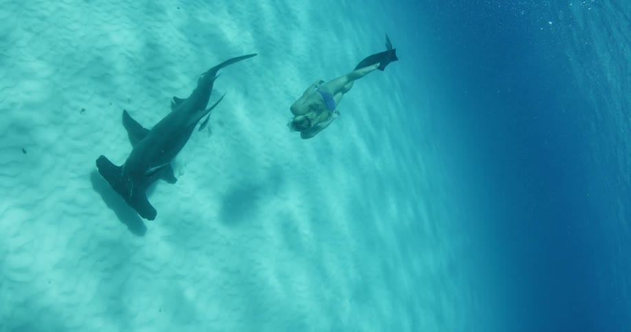 Woman swimming with a shark