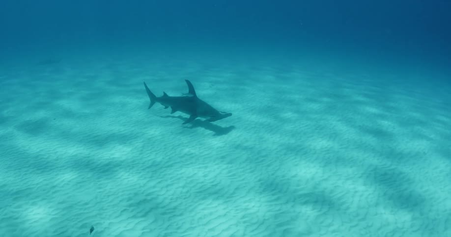 A shark in the distance is swimming towards the camera