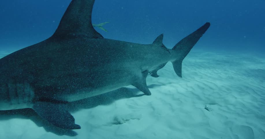A shark is swimming near the sand on the bottom of the ocean