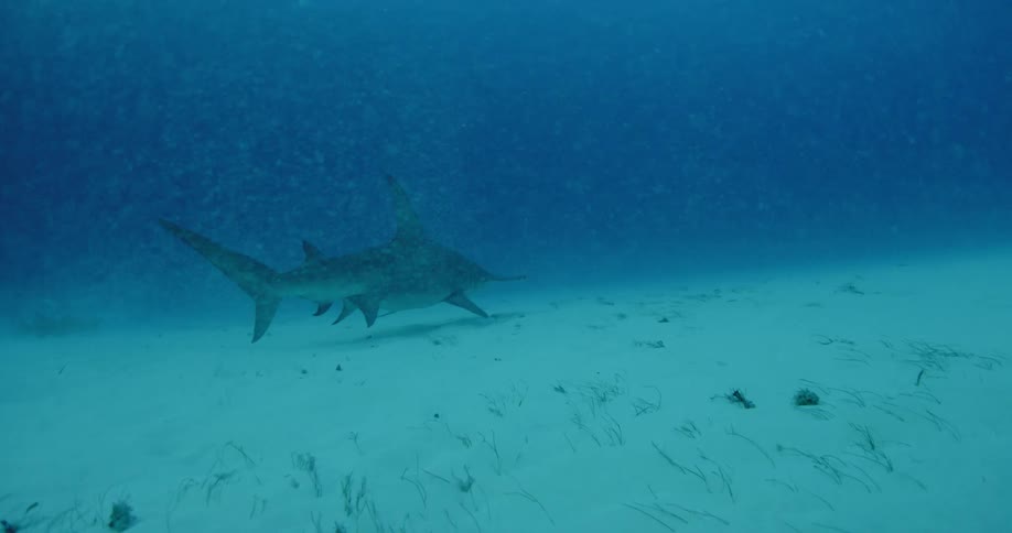 A shark swims near the sandy ocean floor