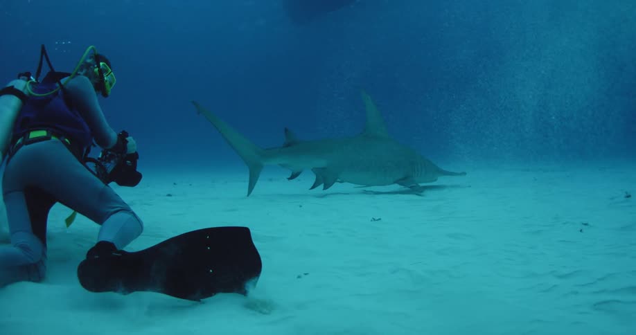 Scuba diver swimming closely behind a shark