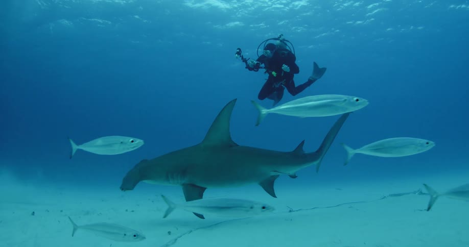 A diver films a hammerhead shark near the ocean floor as fish swim past