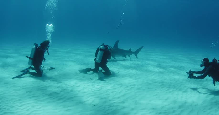 Divers swim with a shark near the ocean floor