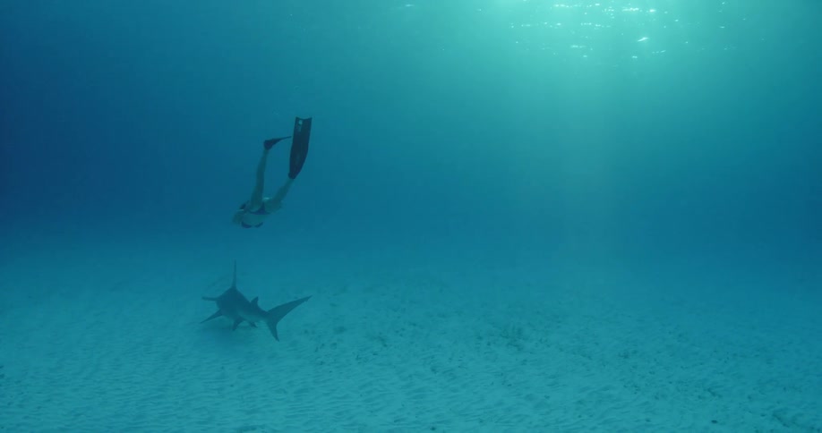 A female diver swims just above a swimming shark