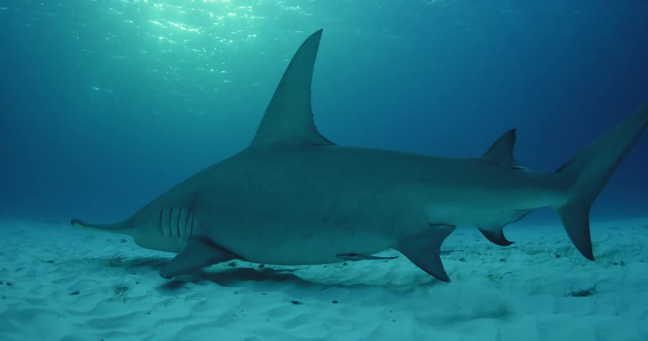 A shark is swimming near the sand on the bottom of the ocean