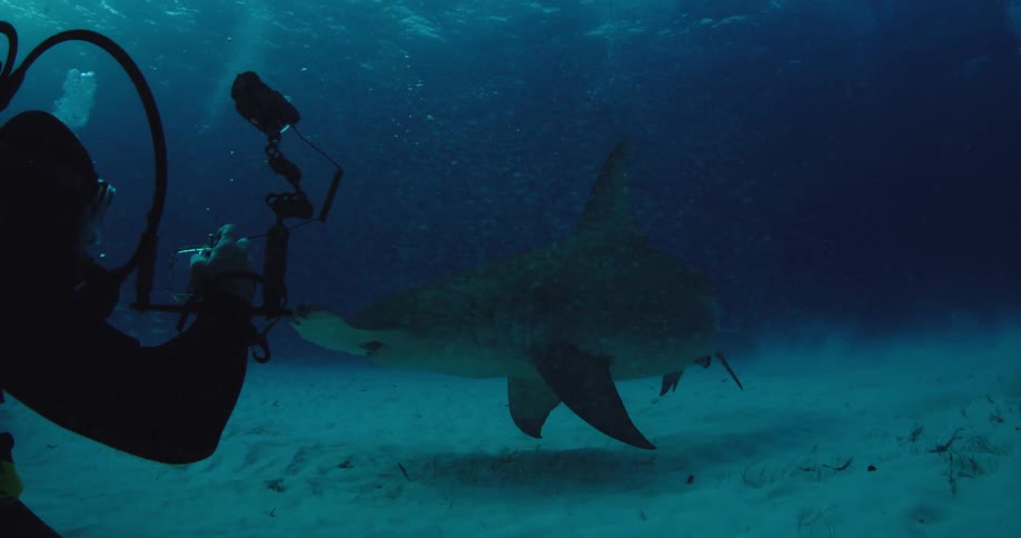 A diver photographs a hammerhead shark near the floor of the ocean
