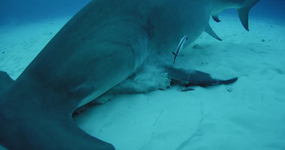 Hammerhead shark swimming close to the bottom of the waters