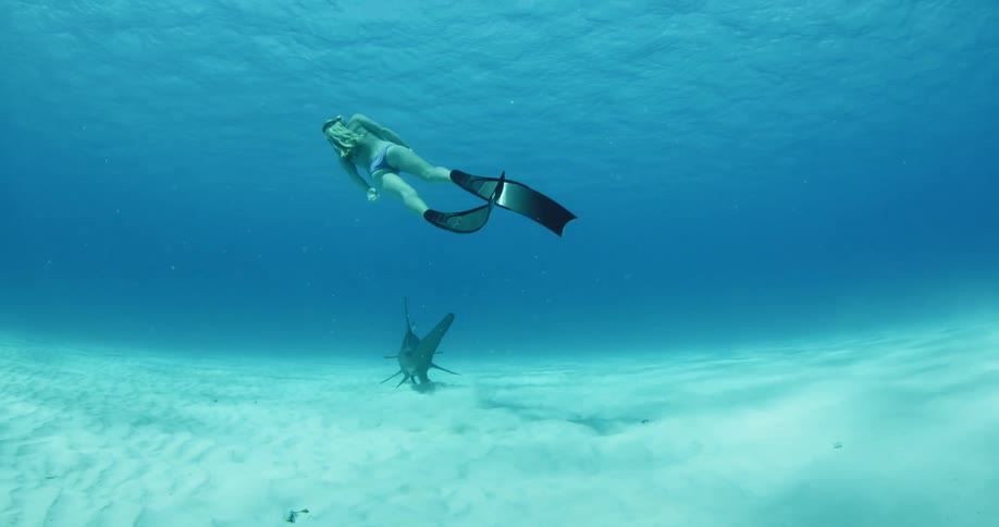 A female diver swims down and holds a shark's fin then resurfaces
