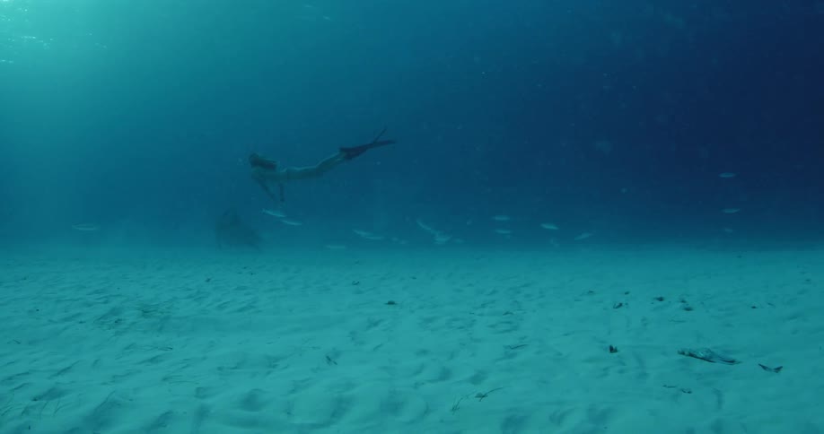 Diver swimming around next to a school of fish