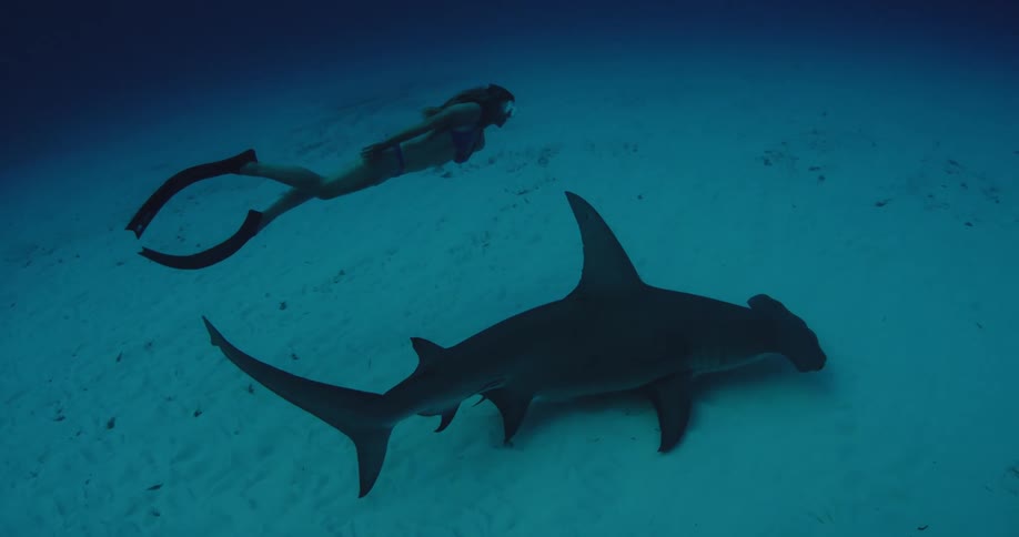 A female diver is swimming alongside a huge hammerhead shark