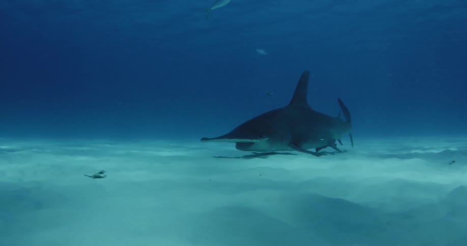 A shark is swimming on the bottom of the ocean