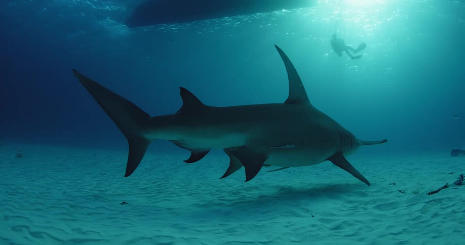 A large hammerhead shark swims along the bottom of the water as a scuba diver films