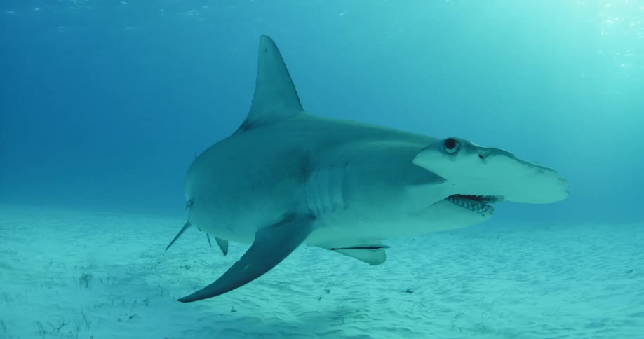 A hammerhead shark swims past a scuba diver surrounded by fish