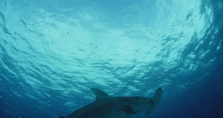 Bubbles are rising toward the surface of the ocean where a shark is swimming