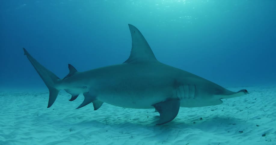 A hammerhead shark travels in the water deep down
