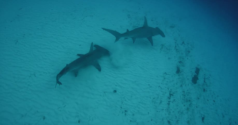Two hammerhead sharks swimming close to the bottom