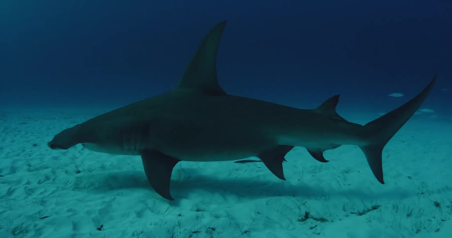 A shark swims at the bottom of the ocean