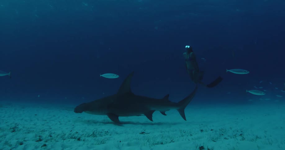 Shark swimming close to the bottom as a diver swims near it but then goes towards the surface