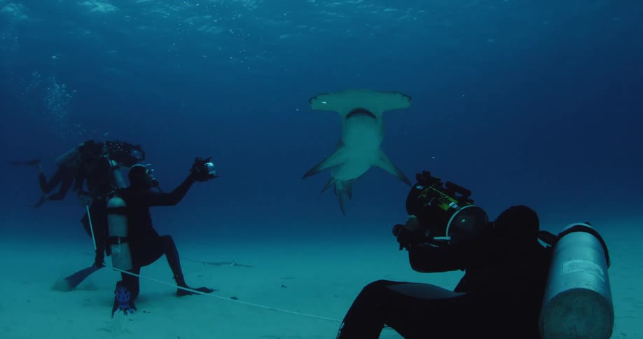 Divers photograph a hammerhead shark in the ocean