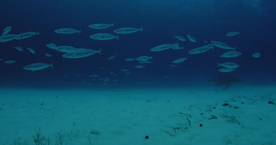 School of fish swimming through the ocean