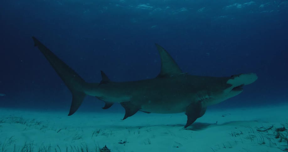 Shark swimming low to the ocean floor