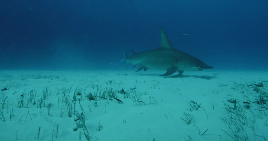 Hammerhead shark swimming close to the bottom