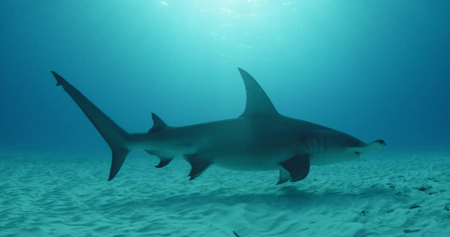 A shark swims near the ocean floor