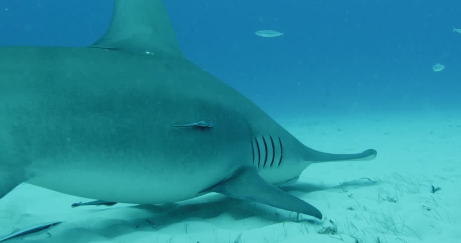 A hammerhead shark makes a turn in the water