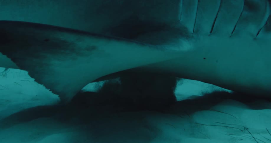 A hammerhead shark swims next to the sandy ocean floor