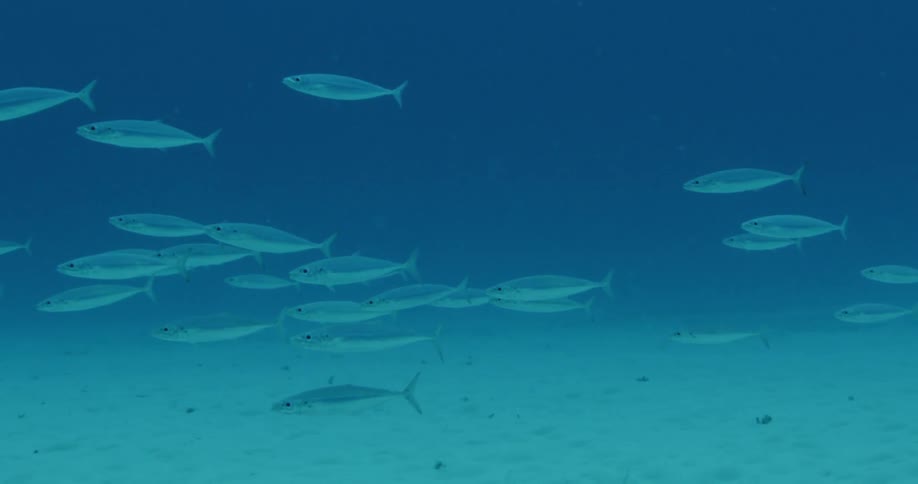 Fish swim near the floor of the ocean